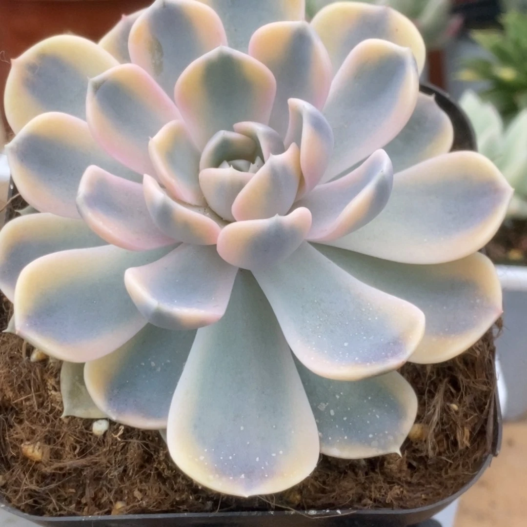 735汉堡锦锦锦锦锦锦锦锦