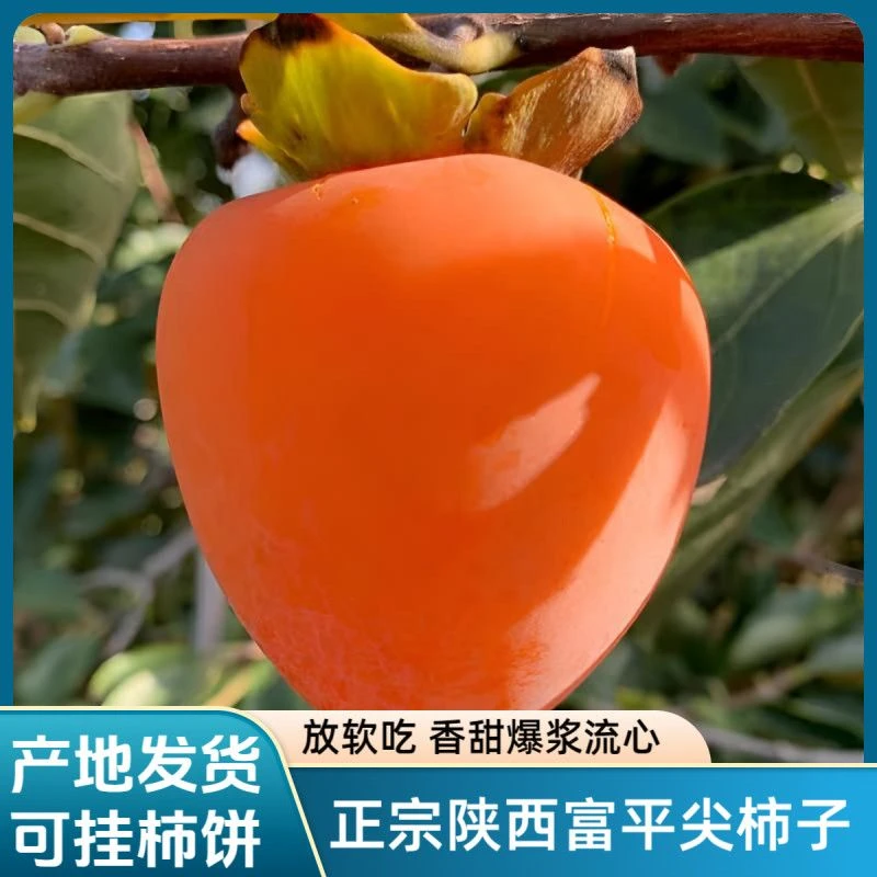 陕西富平大尖柿正宗富平蜜柿秋季新鲜应季水果软甜美味可挂柿饼