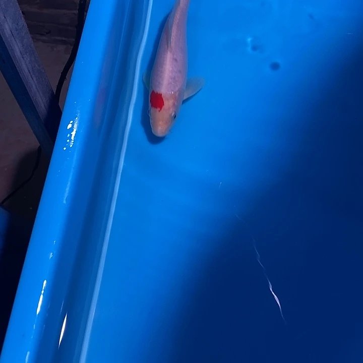 锦鲤纯种血统锦鲤观赏鱼