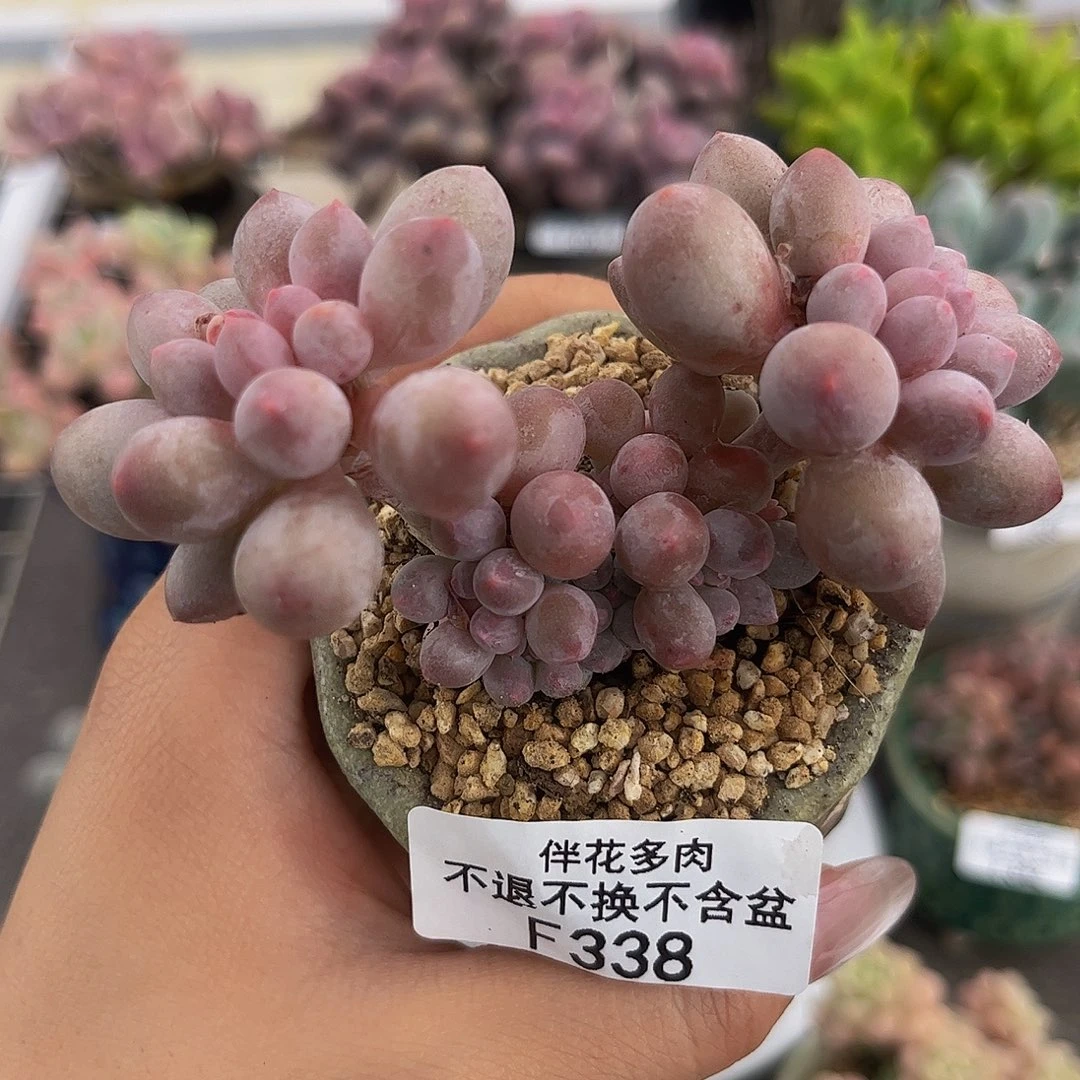 338-香水手指奶6cm