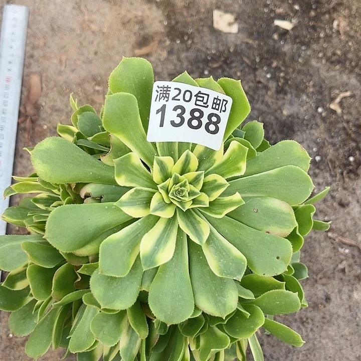 一颗辛尼亚法师1388