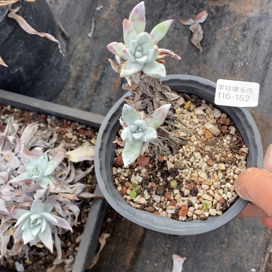 152号苹果叶小可爱