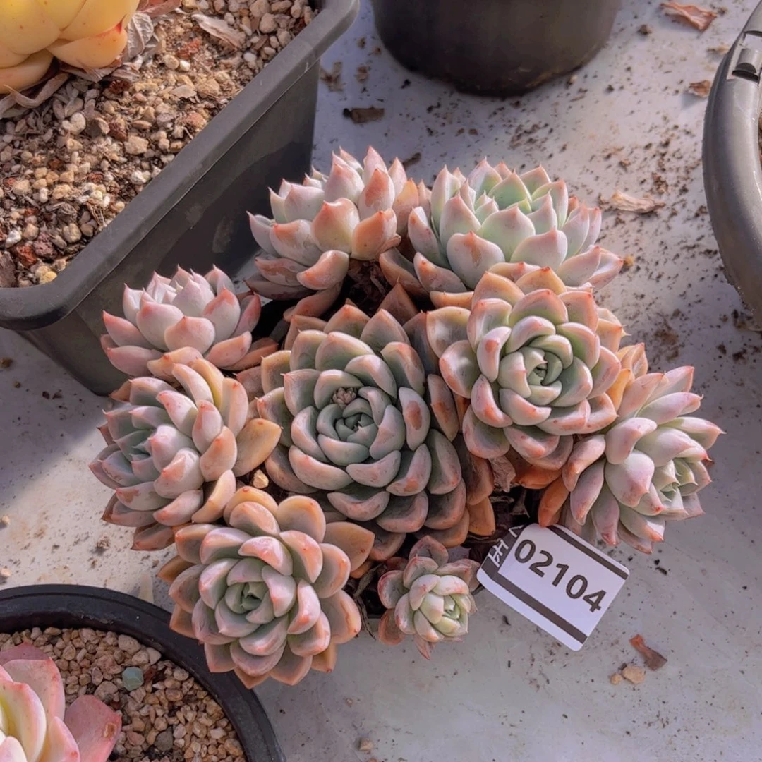 杂多肉植物哦02104