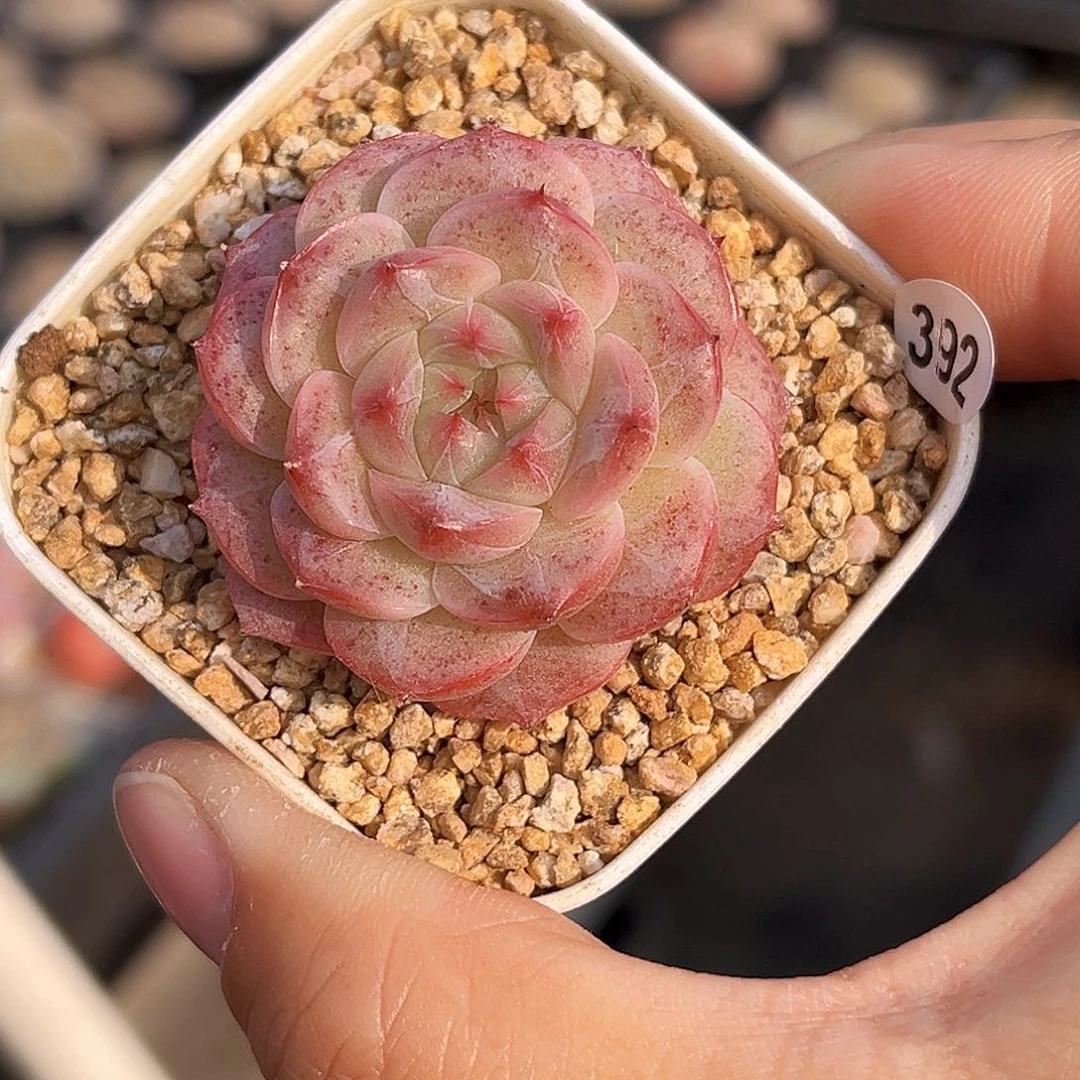 392  新品珍妮满18包邮