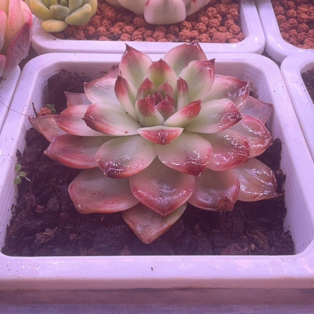 福利紫薯锦 多肉植物