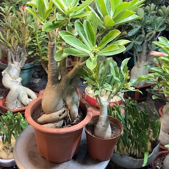 沙漠玫瑰两颗带盆