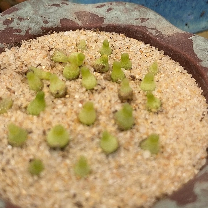 小葫芦一颗