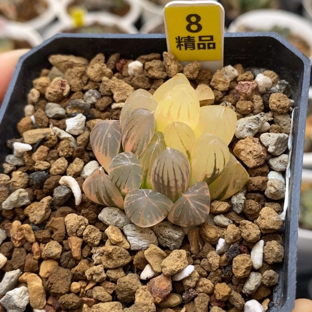 8霓虹灯玉露多肉植物盆栽