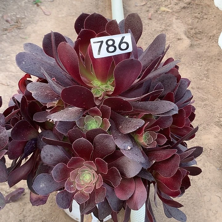 786欧子多肉植物4