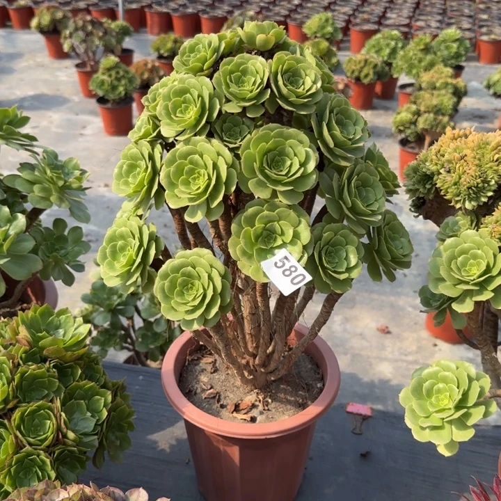 木***子多肉植物绿玫瑰580