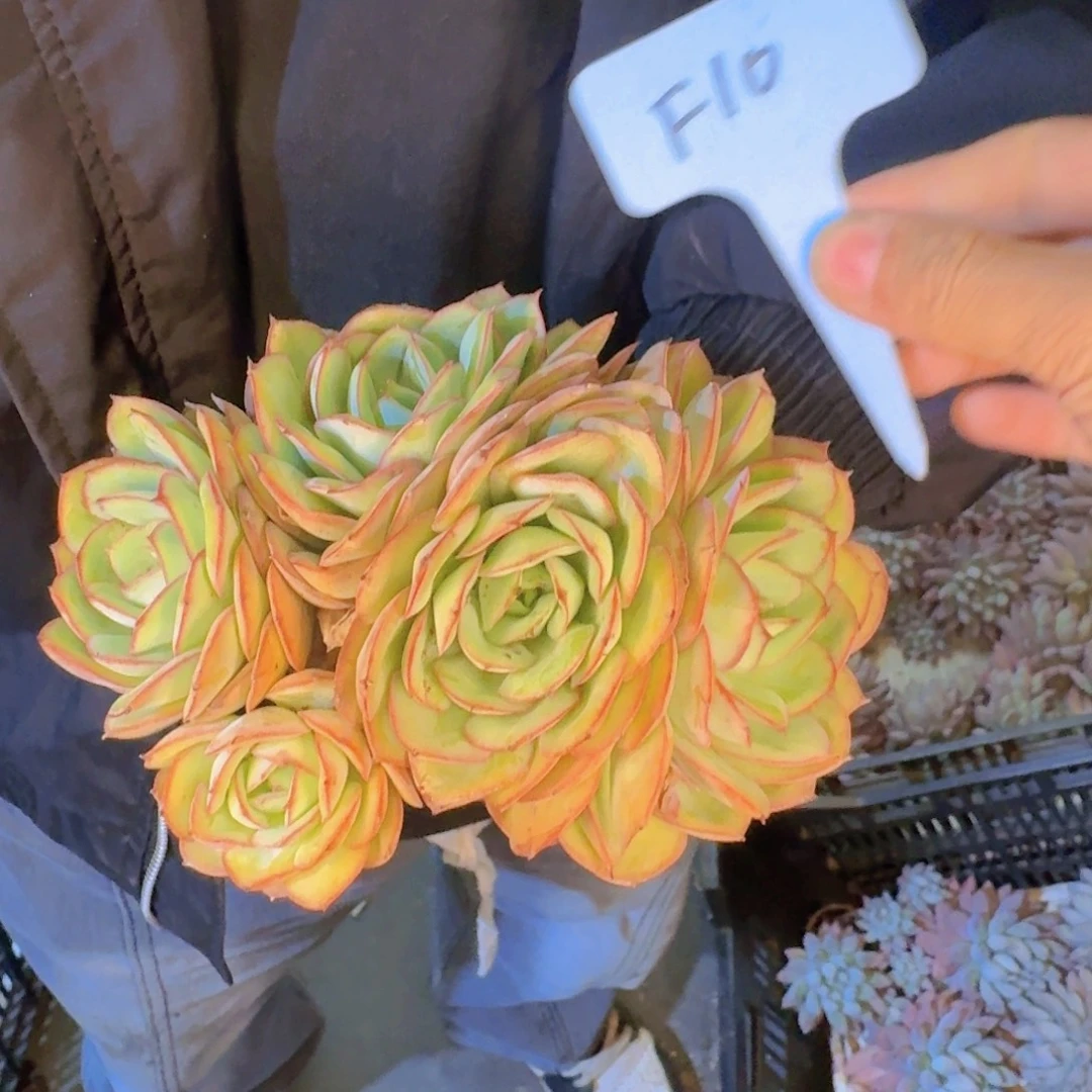 多肉植物和植物等植物