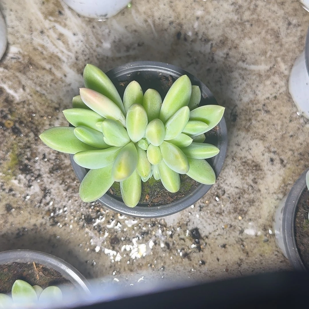 胖橙。    奇迹多肉。