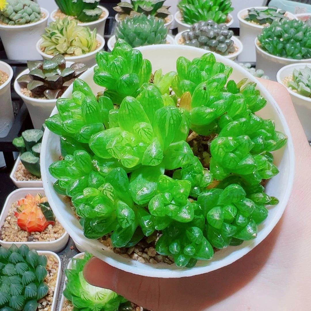 福利，水晶玉露群，4.8，666