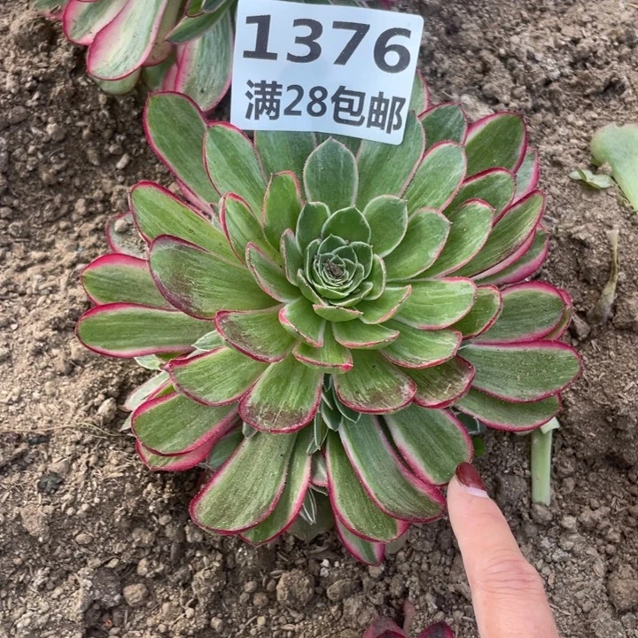 太*1376三号棚孔雀翎