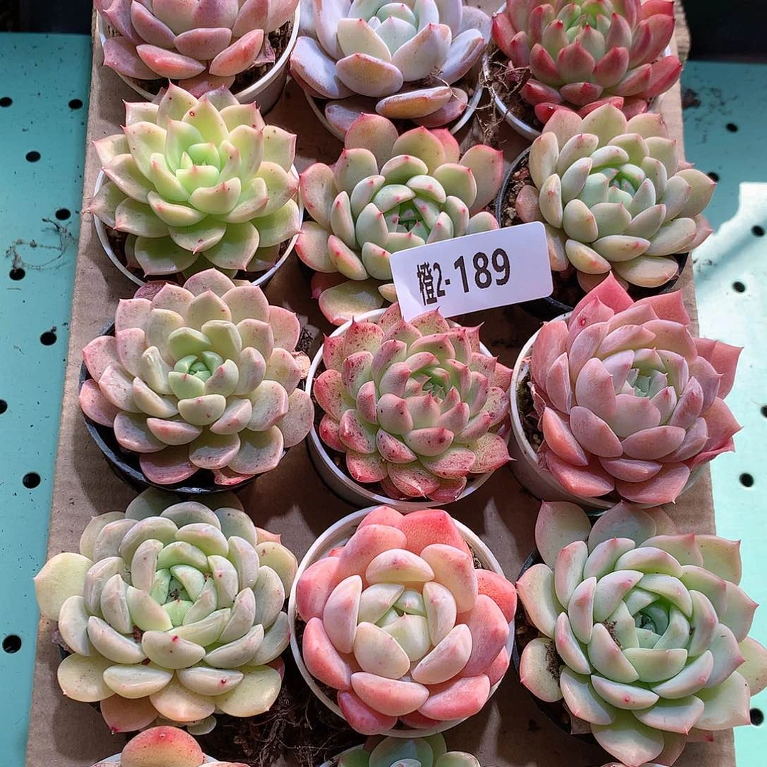 2-189一物一拍带盆18颗