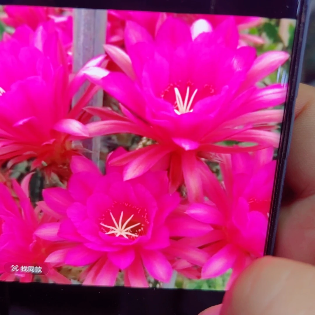 下51金妞紫罗兰 歪无根侧芽6公分左右20包邮