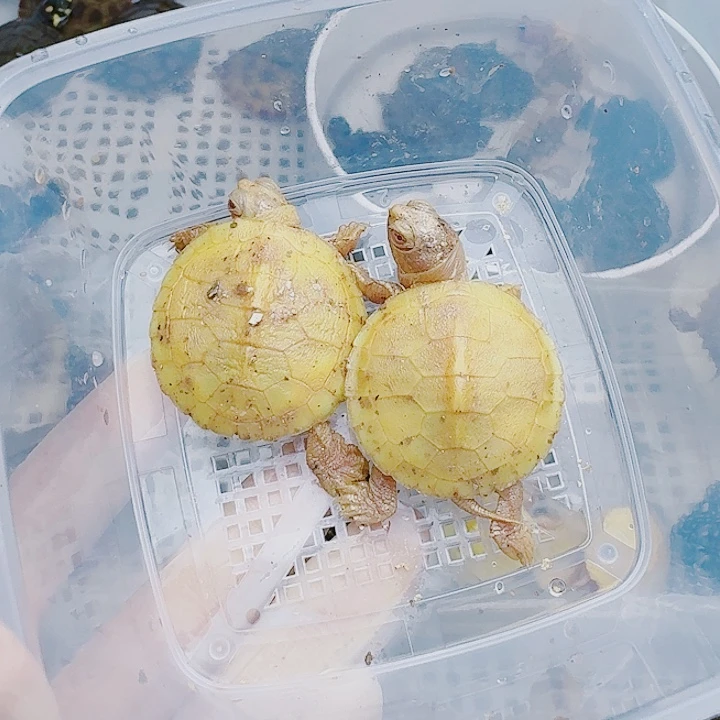 东***陈母绿毛龟2222222222