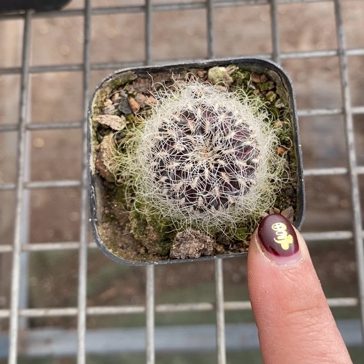 伯克利和他女朋友的朋友们