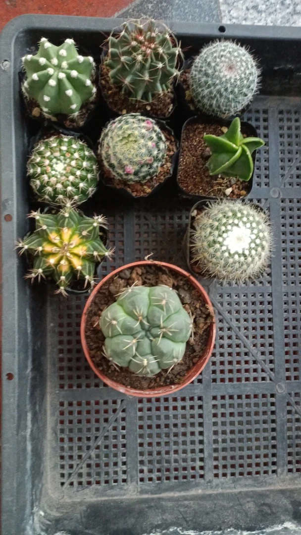 精品9颗仙人球全部具备开花功能