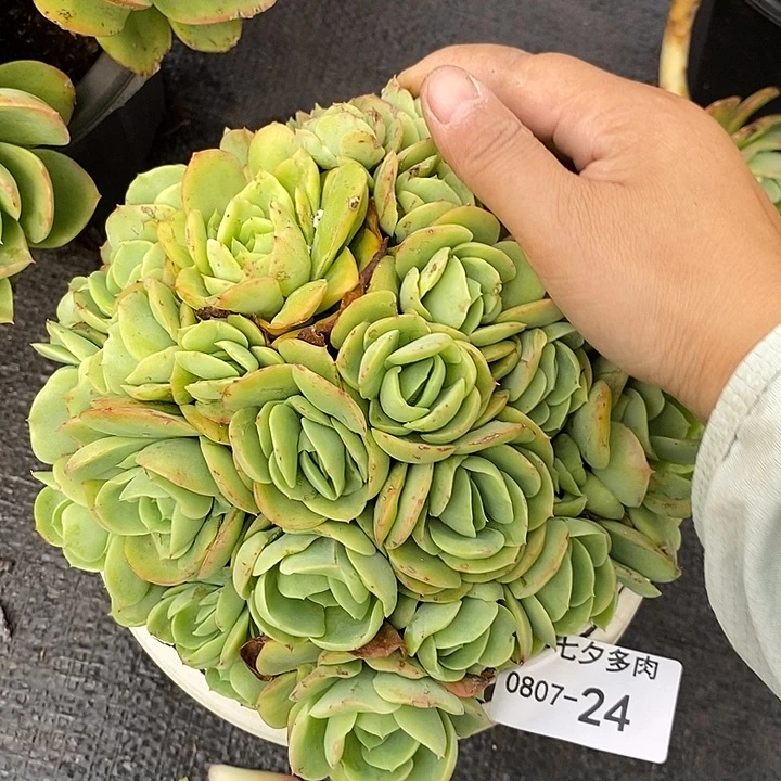 记得拍冷链桃花坞24