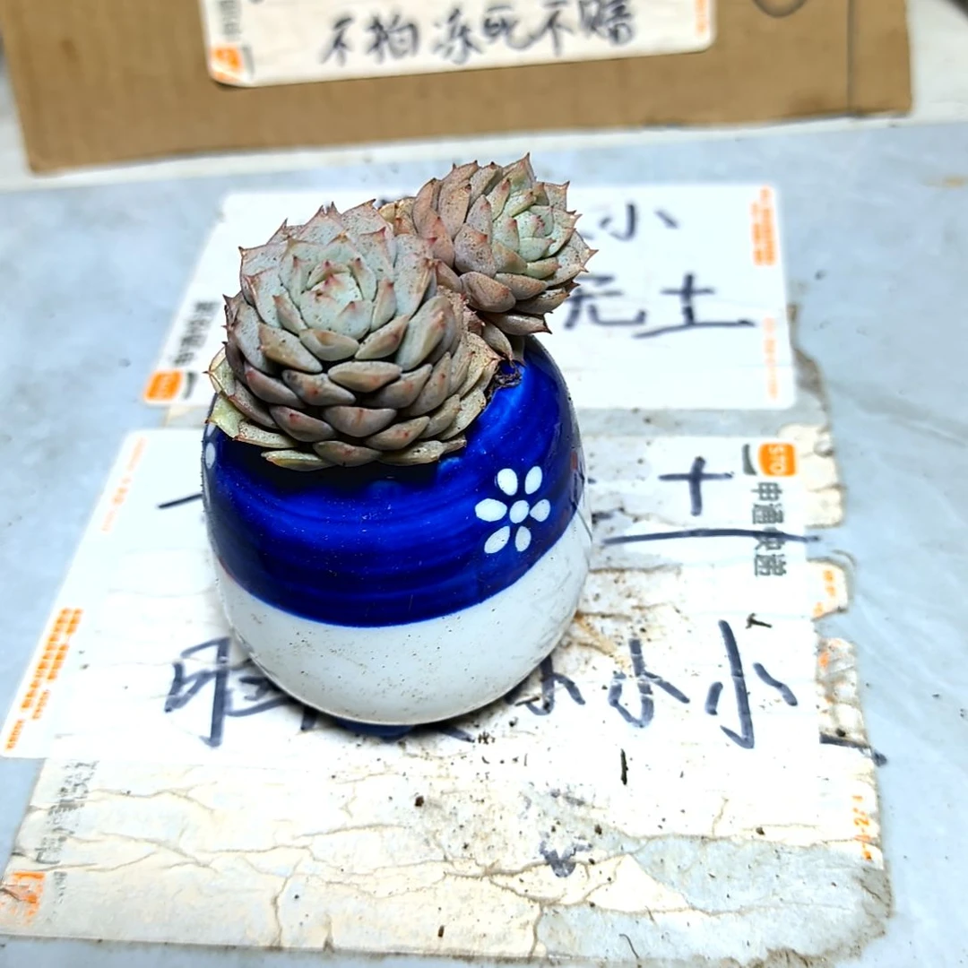 满9元包邮，静夜老苗2/3头