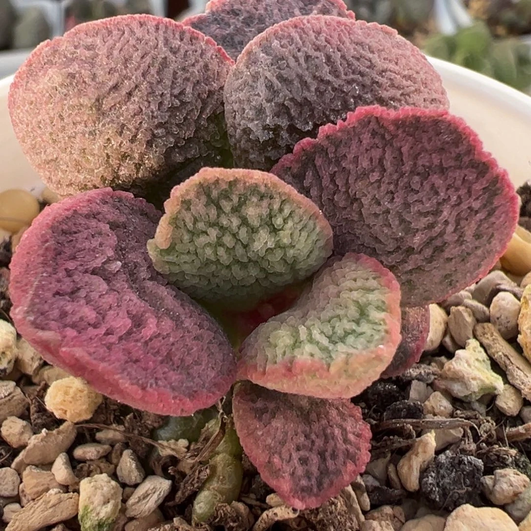 实生新品多肉植物水泡多肉植物