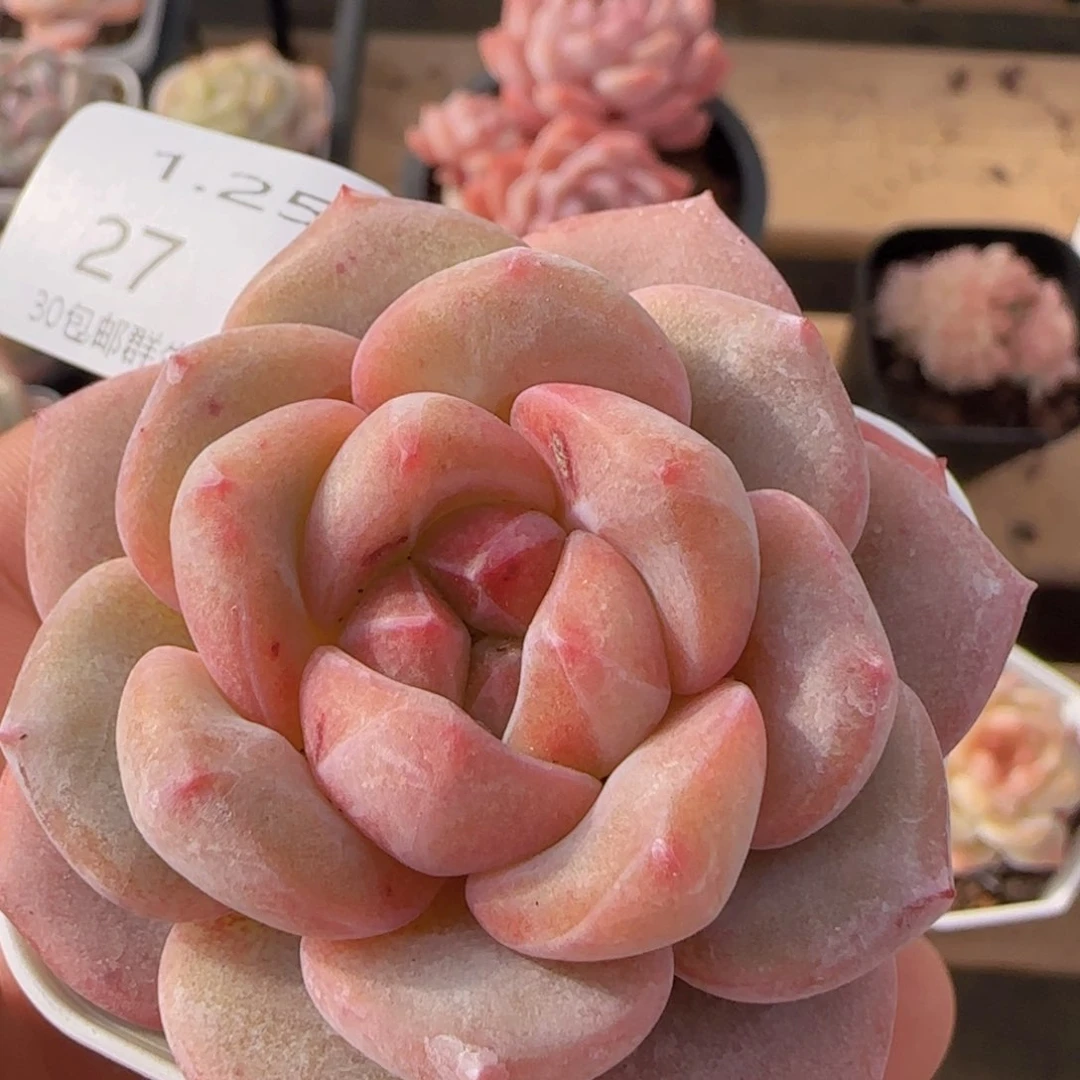 雪瓷单头一颗脱土发货