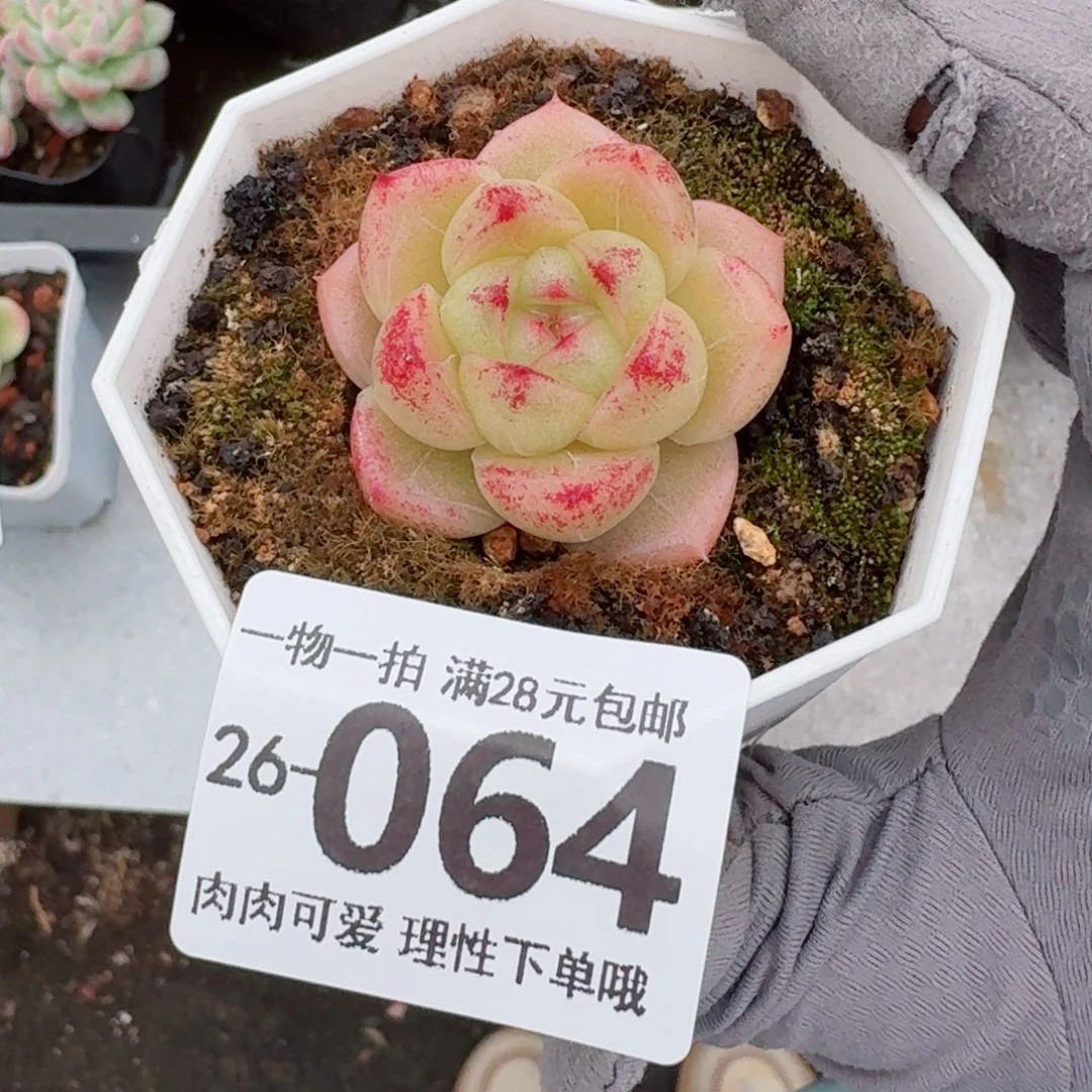 M100无盆土发货无盆土发货无盆土发货无