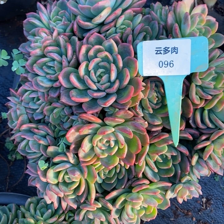 D096- 直播福利 甜橙捧花