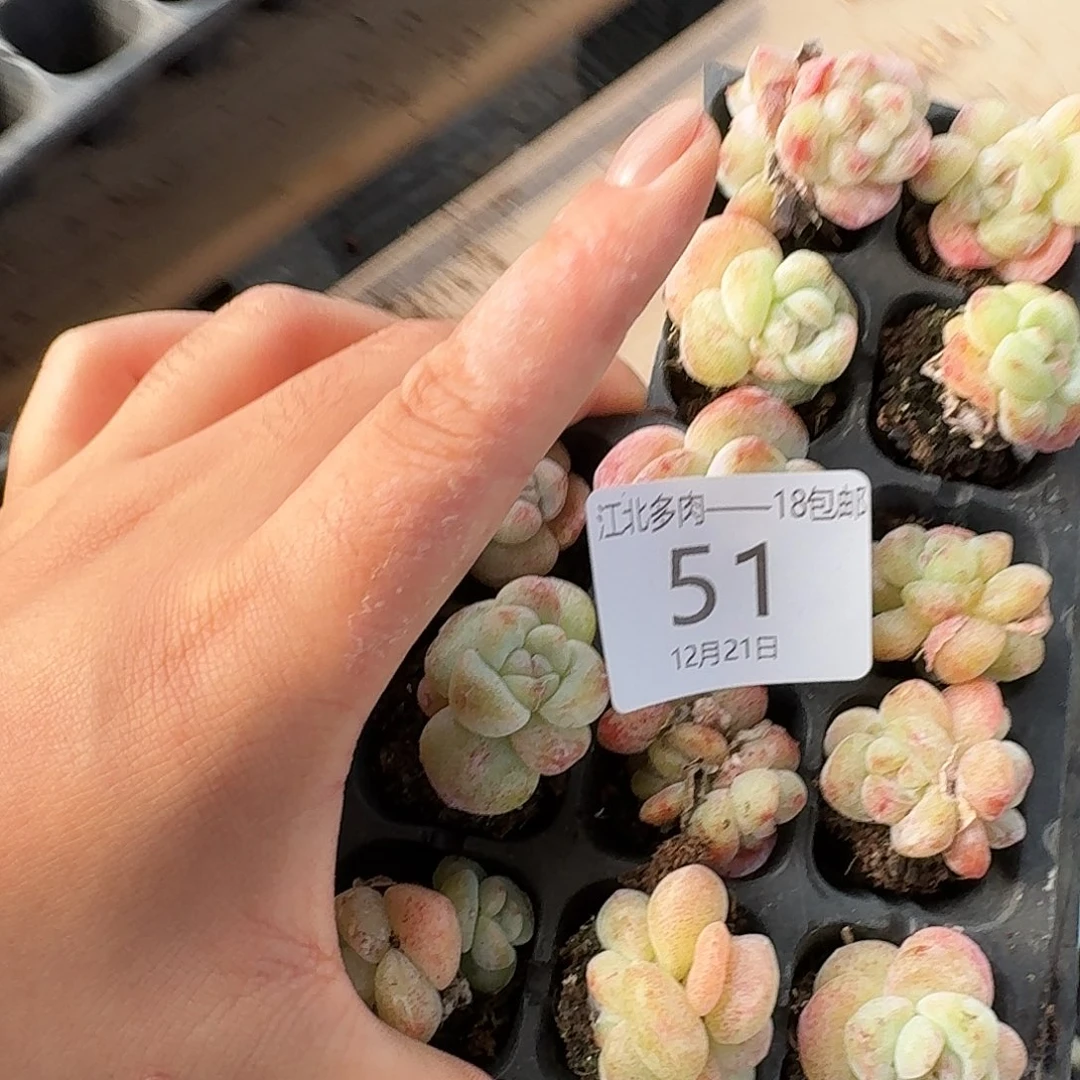 恩****51 号到手1框一物一拍