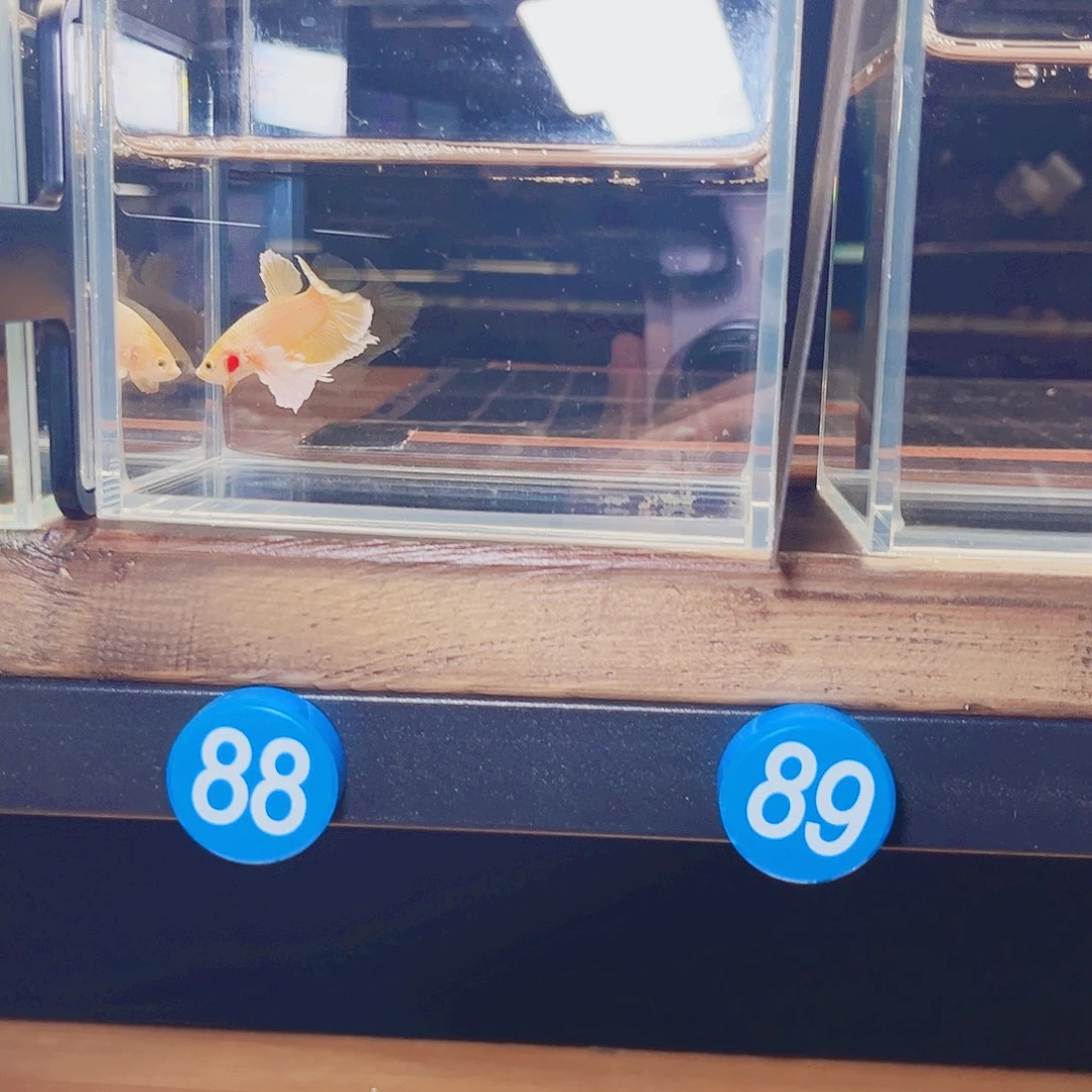 予***山海水鱼宙斯09-19竞拍