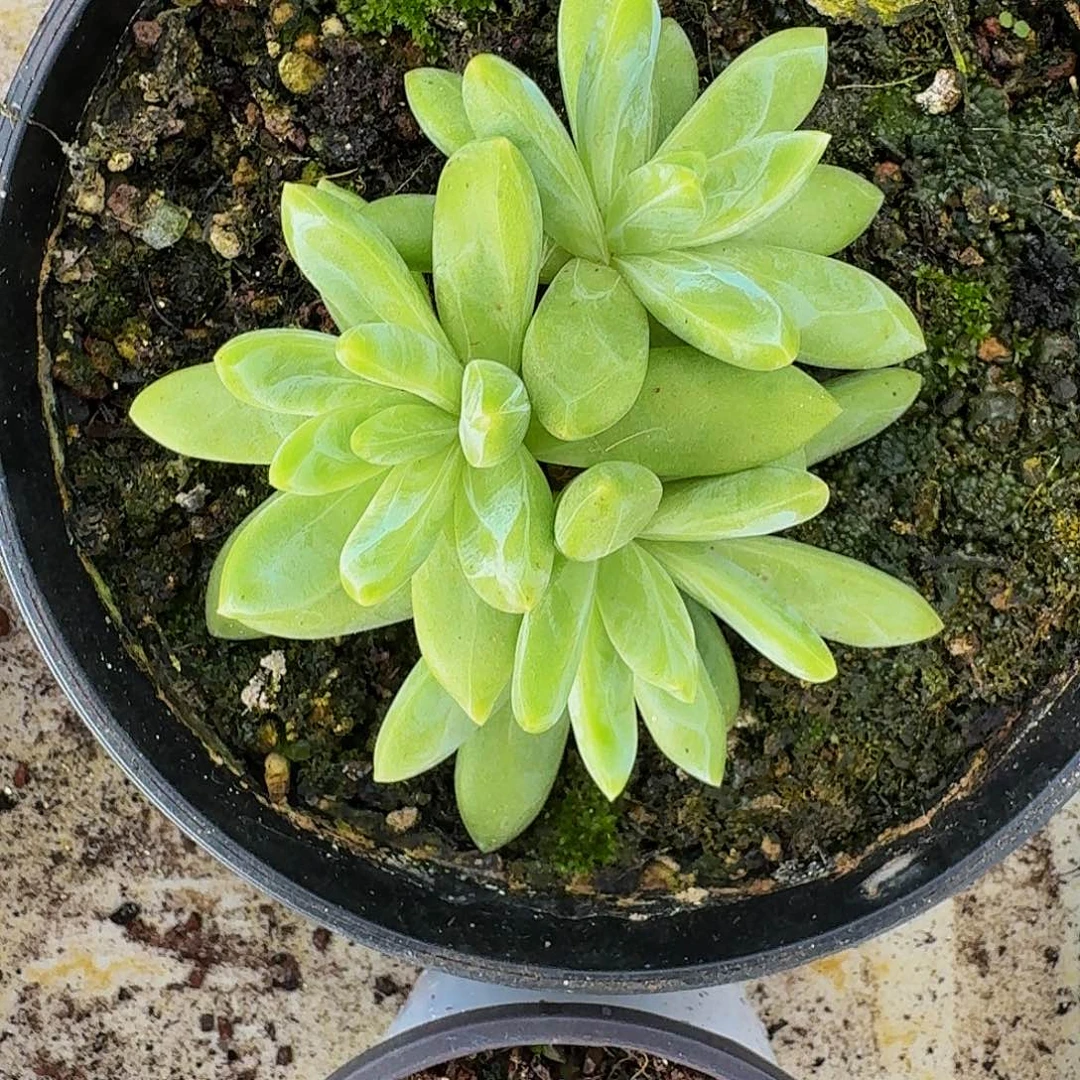 朵唯奇 3头 一物一拍