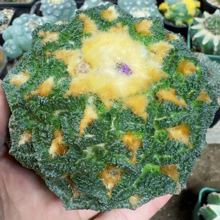 不***。福利苗接金毛大龟甲0676 仙人球