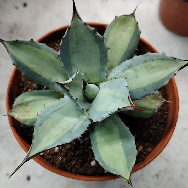 有***称虚空藏浅中斑龙舌兰