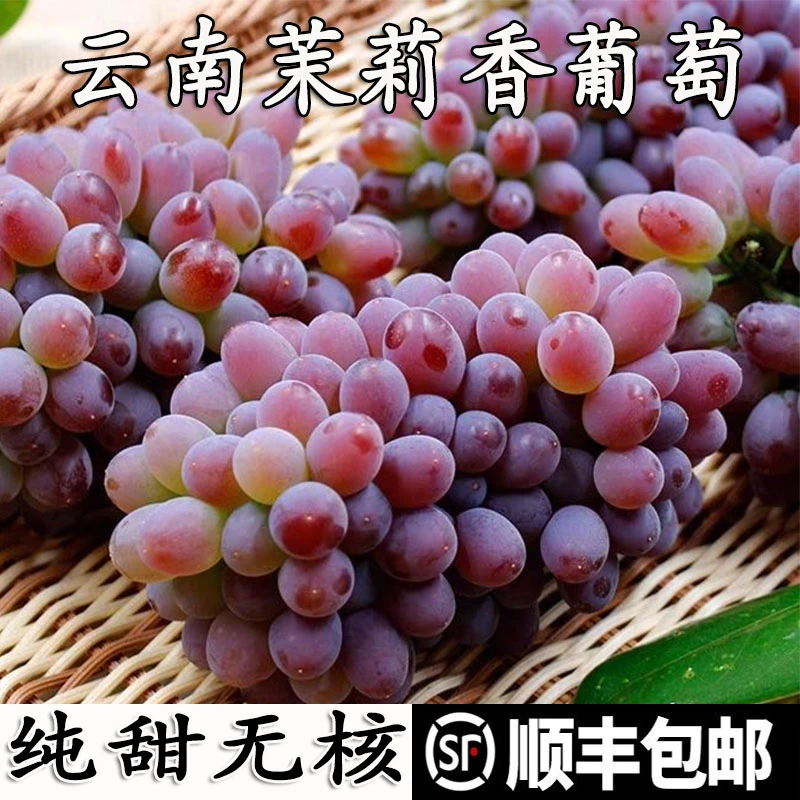 【特级高货】云南高原无核葡萄2斤新鲜采摘小颗粒纯甜香浓顺丰包邮