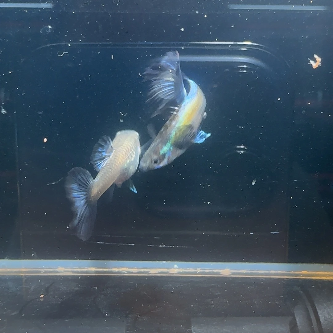 孔雀鱼关注主播参与竞拍