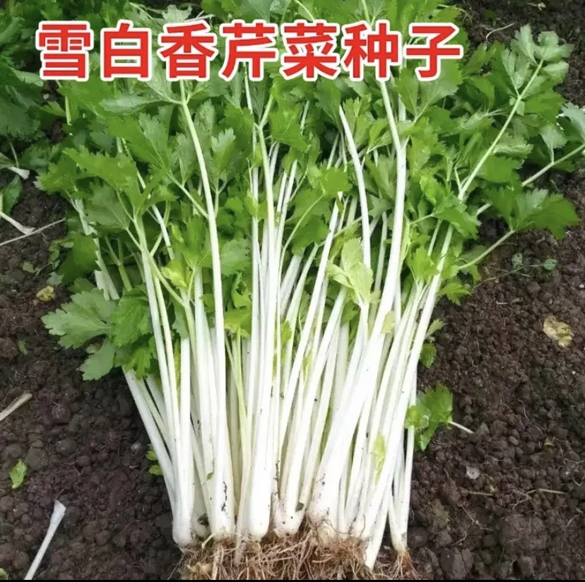 【雪白香芹菜种子】雪白香芹菜种子四季种植盆栽阳台