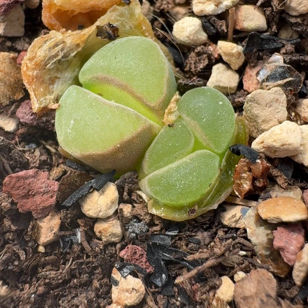 708开播福利885988带盆