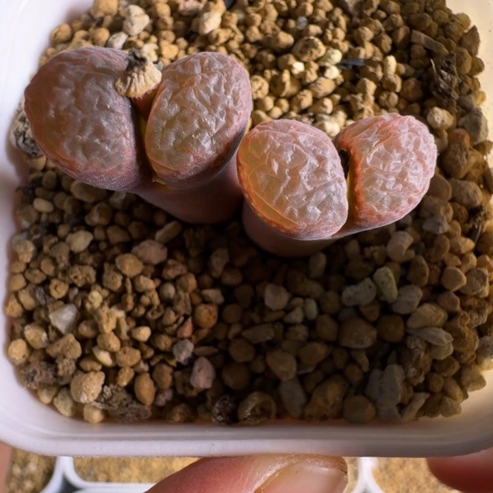 多肉..........171.......