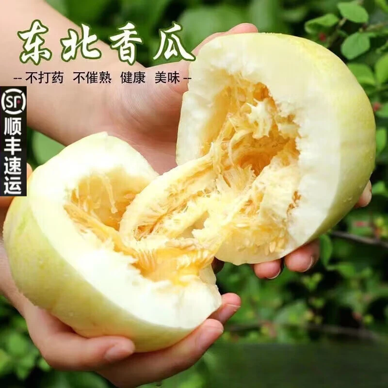 【顺丰包邮】正宗东北香瓜甜瓜水果小蜜罐新鲜现口感摘脆爽清甜