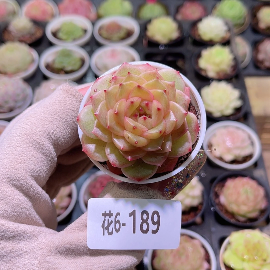 花利美6-189灵翠