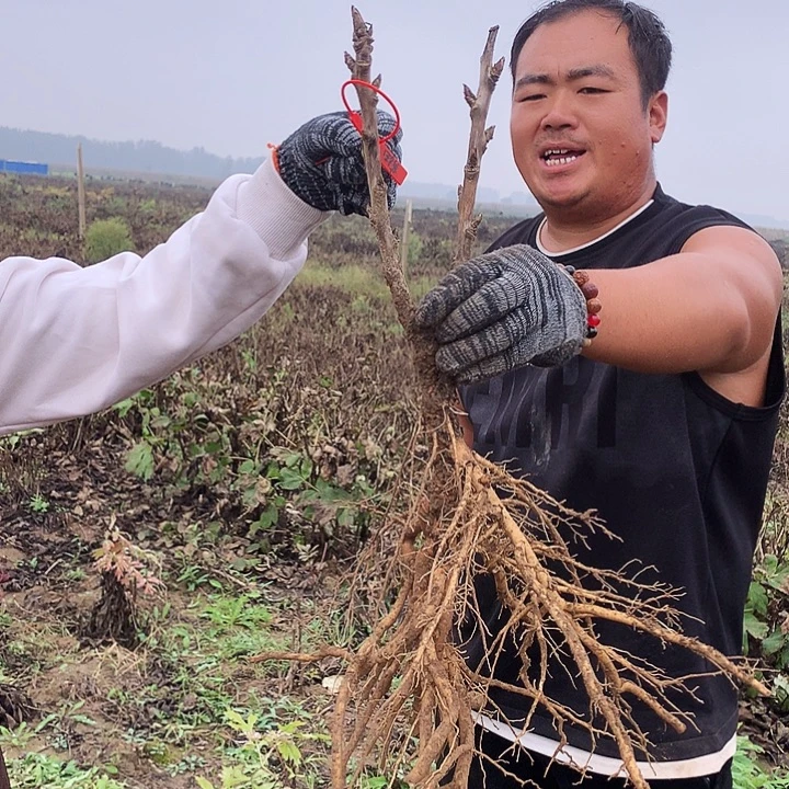 当前无花朵，栽培后可花朵芳纪36