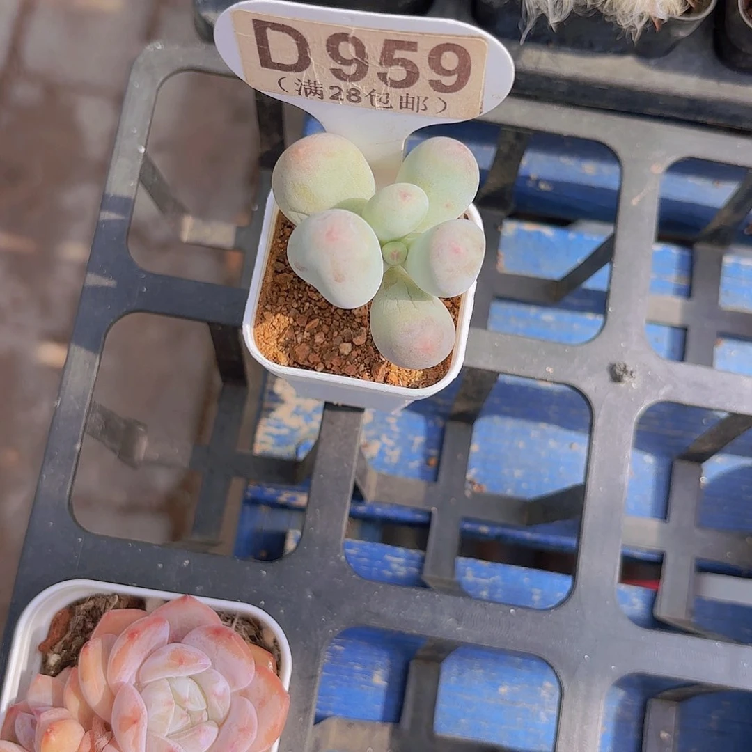 D959Mike奶一物一拍