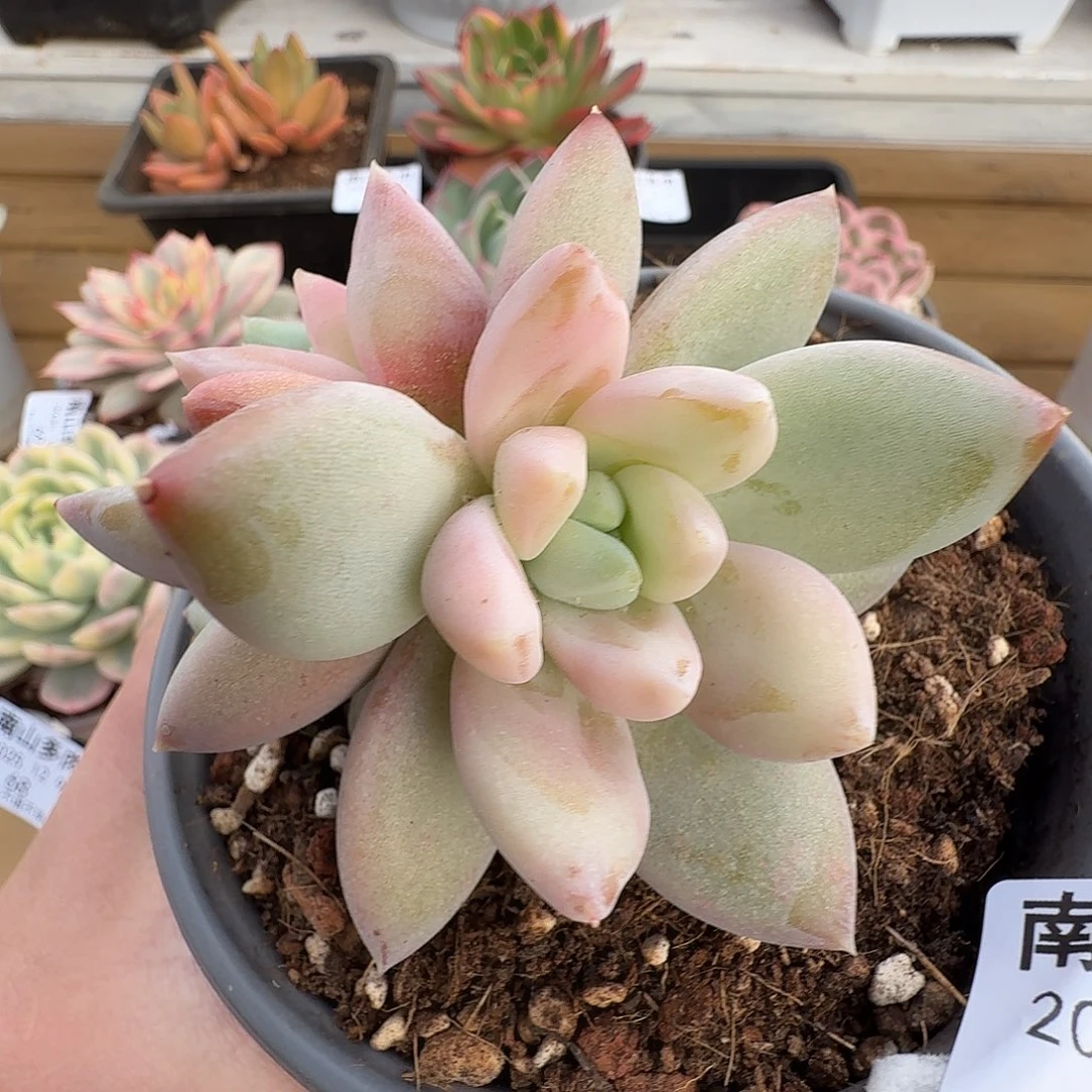 伊丽莎白111129-64