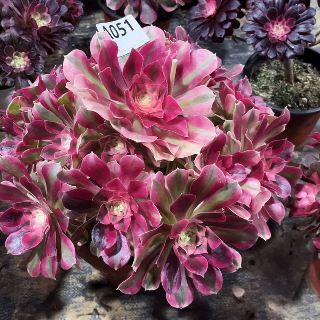 多肉植物粉女巫051多