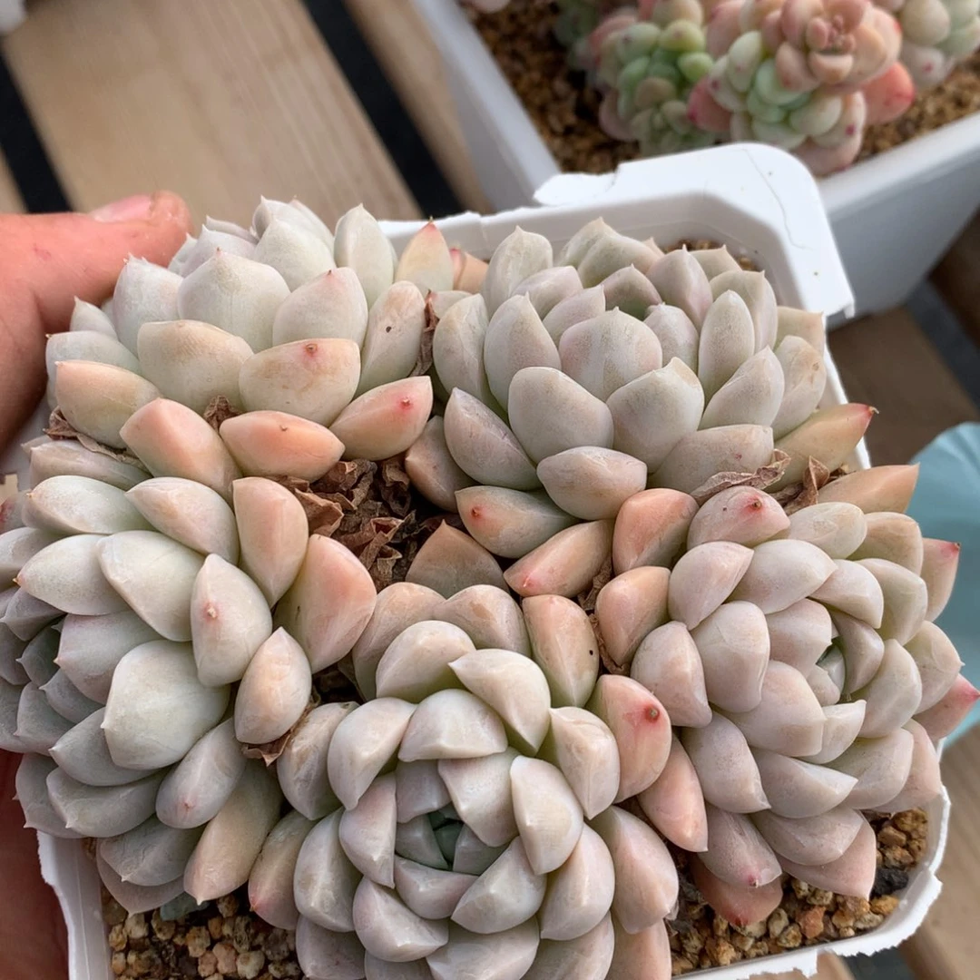 0203-92 奶油美人