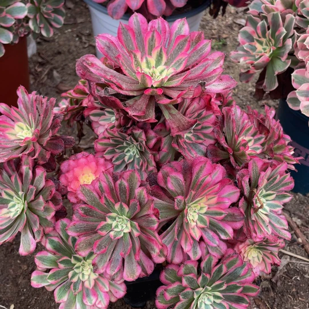 春*993红铜白精品法师老桩