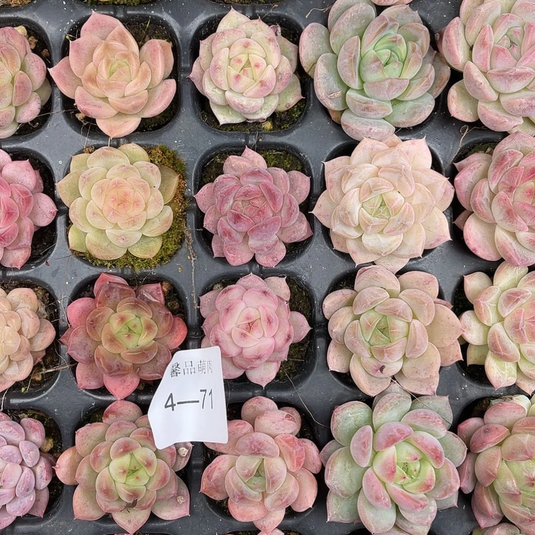 多肉植物一物一拍4-71