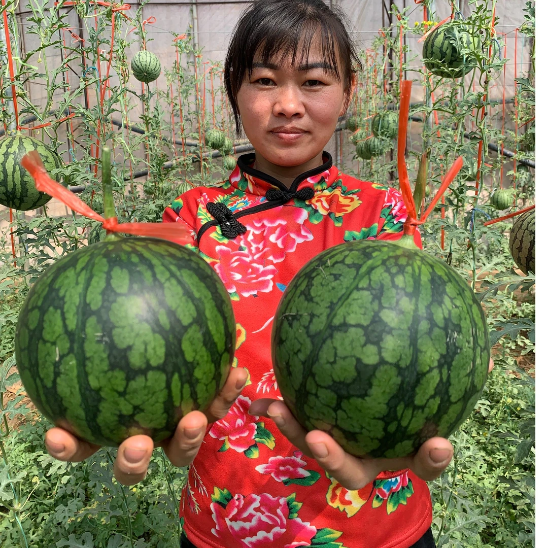 仁风富硒西瓜甜脆可口老少皆宜新鲜采摘
