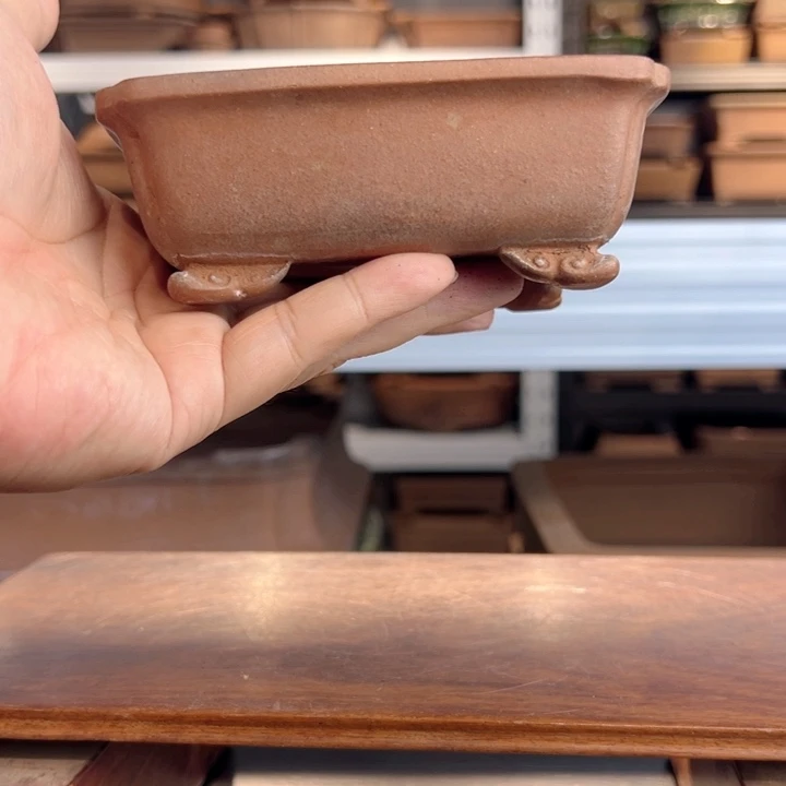 回流老桐荫轩12cm